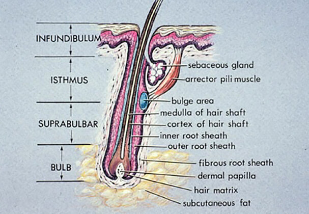 Understanding the Anatomy of Hair  Toppik Blog